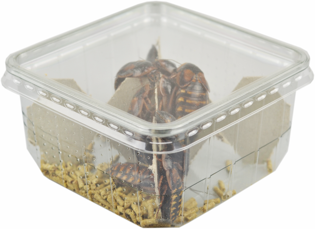 Live reptile food prepack Archives - AQUADIP